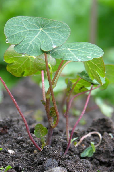 Anu, spiselig knoldnasturtium