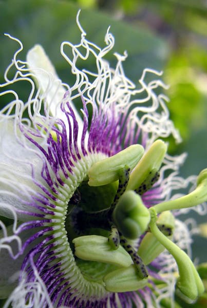 Granadilla, Passionfruit