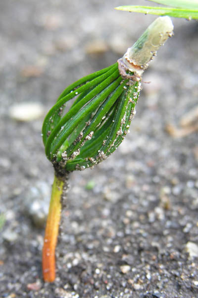 Korean Pine