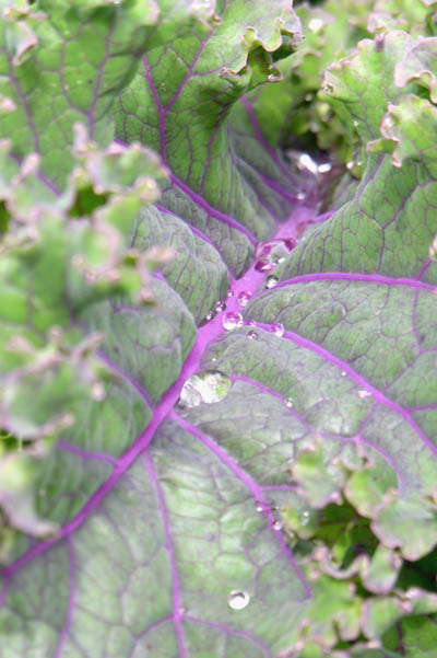 Purple Kale