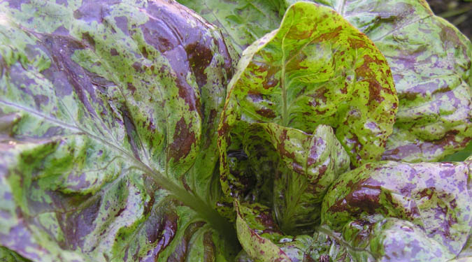 Freckled Roman Lettuce