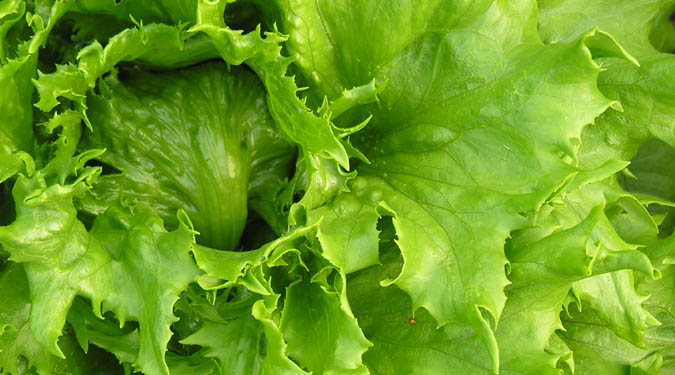 Frise de Beauregard lettuce