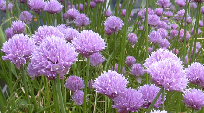 Chive flowers