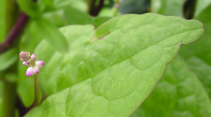 Malabar Spinach