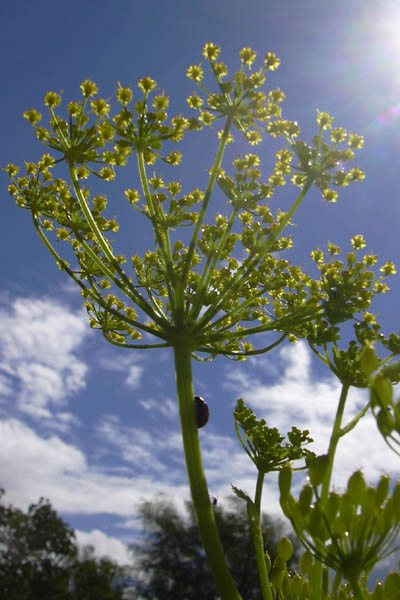 Pastinak i blomst