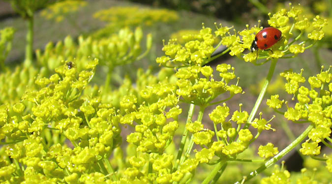 Mariehne i pastinakblomst