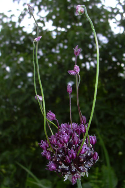 Rocambole, Sand Leek