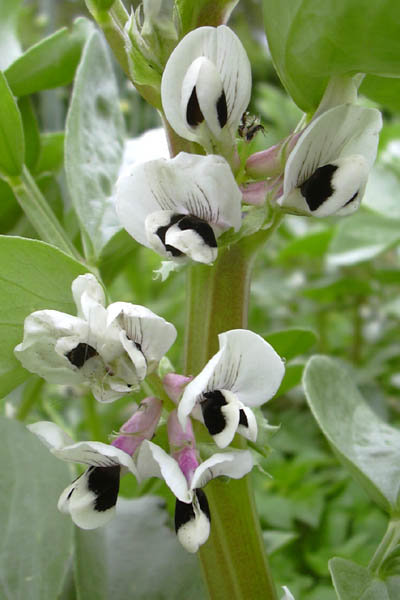 Broad Beans