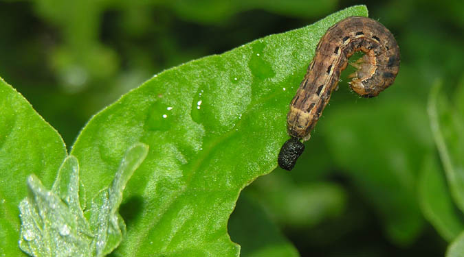 Caterpillar in New Zealand Spinach