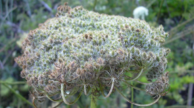 Carrot seeds