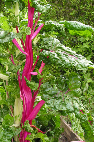 Bolting Swiss Chard