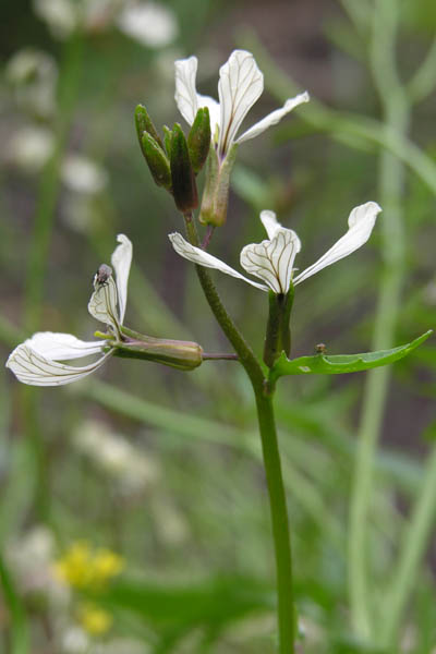 Arugula flowers