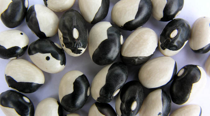 Yin Yang Bean