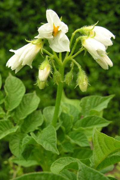 Flowering potato