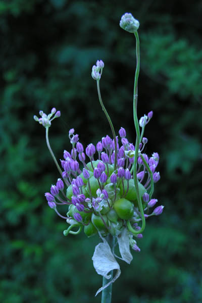 Babingtons Leek