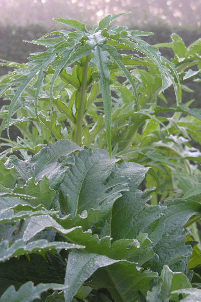 Cardoon in morning haze