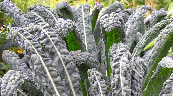 Black Tuscan Kale