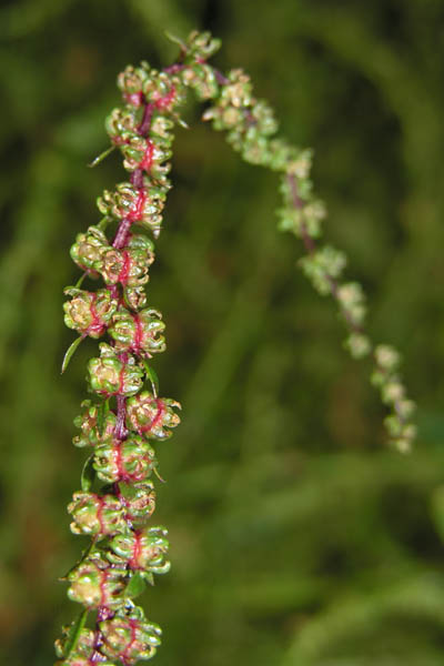 Seedsaving from Swiss Chard