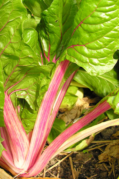 Leaf beet