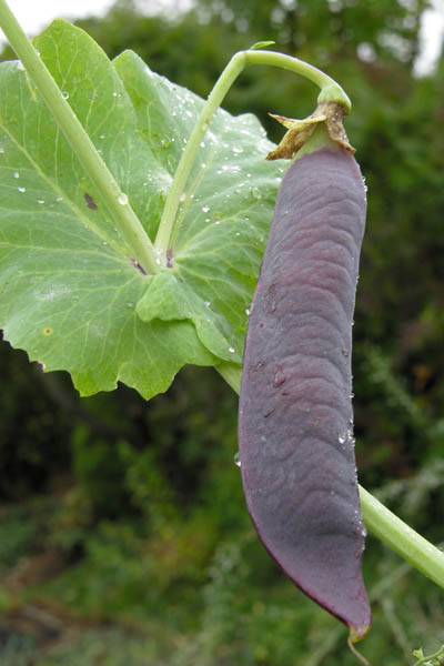 Ornamental peas