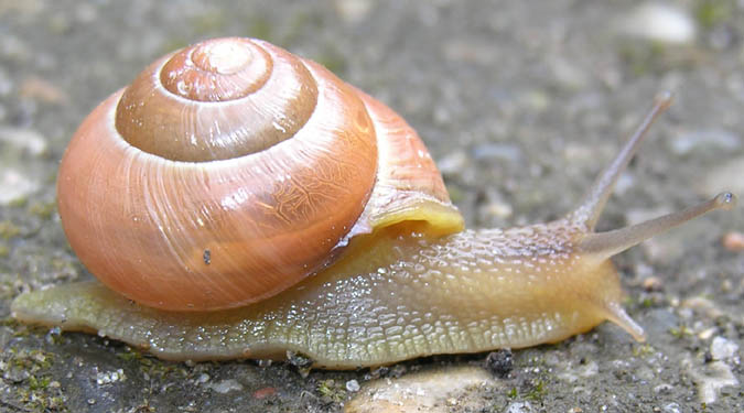 White-lipped Snail